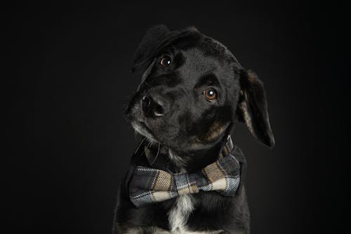 Free Black Puppy in Close Up Photography Stock Photo
