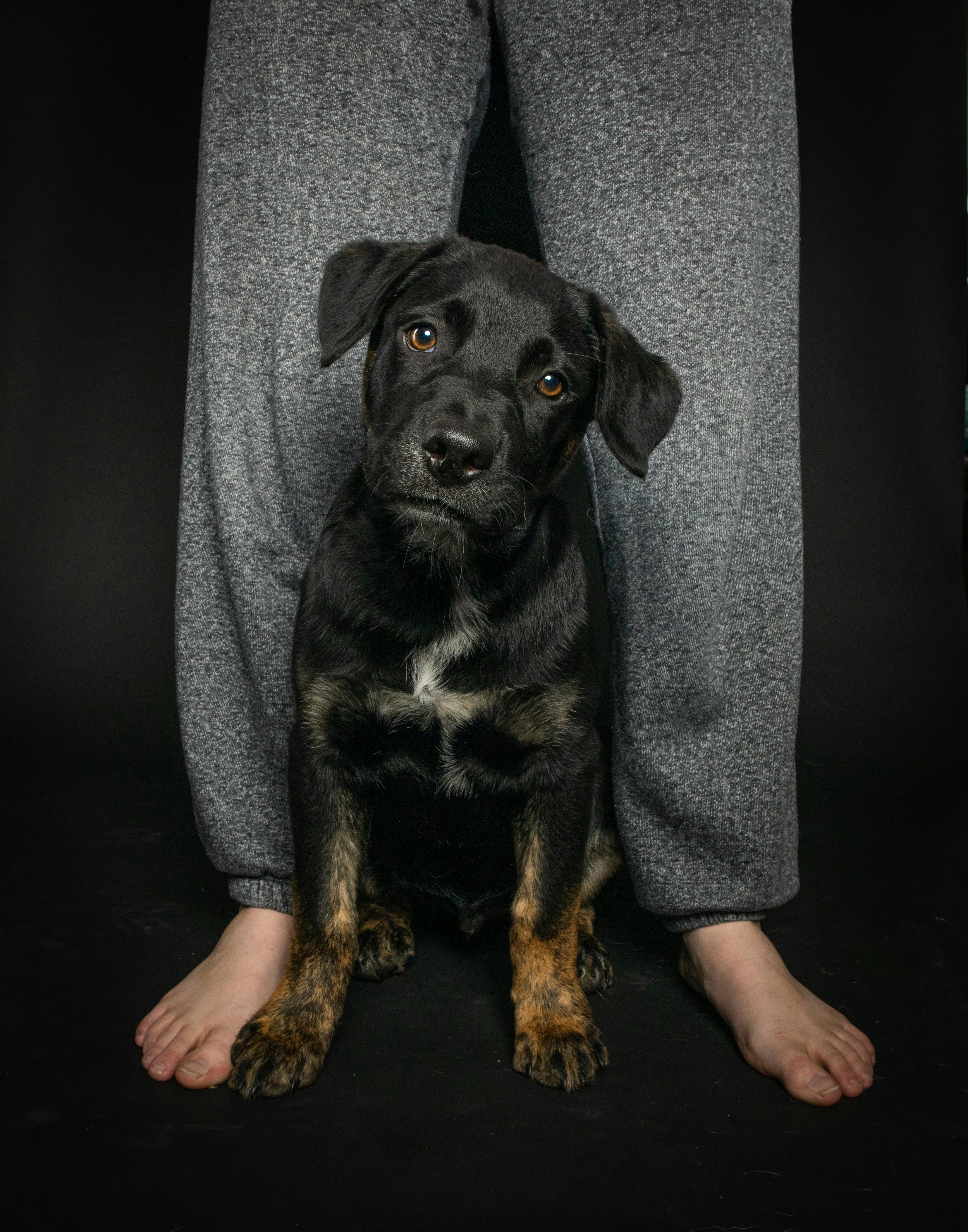 funny black puppy standing by his barefoot owner