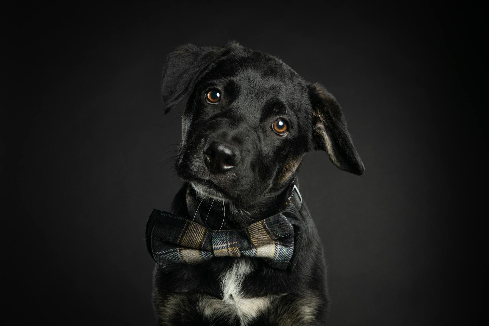 Close Up Photo of a Black Dog