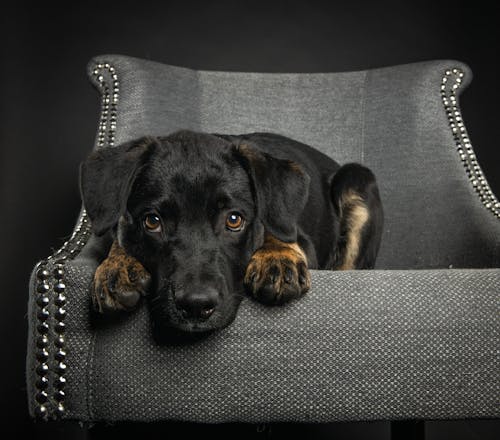 Sad Dog on a Gray Chair