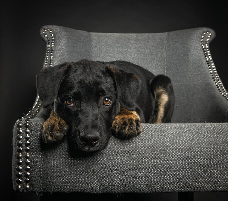 Sad Dog On A Gray Chair