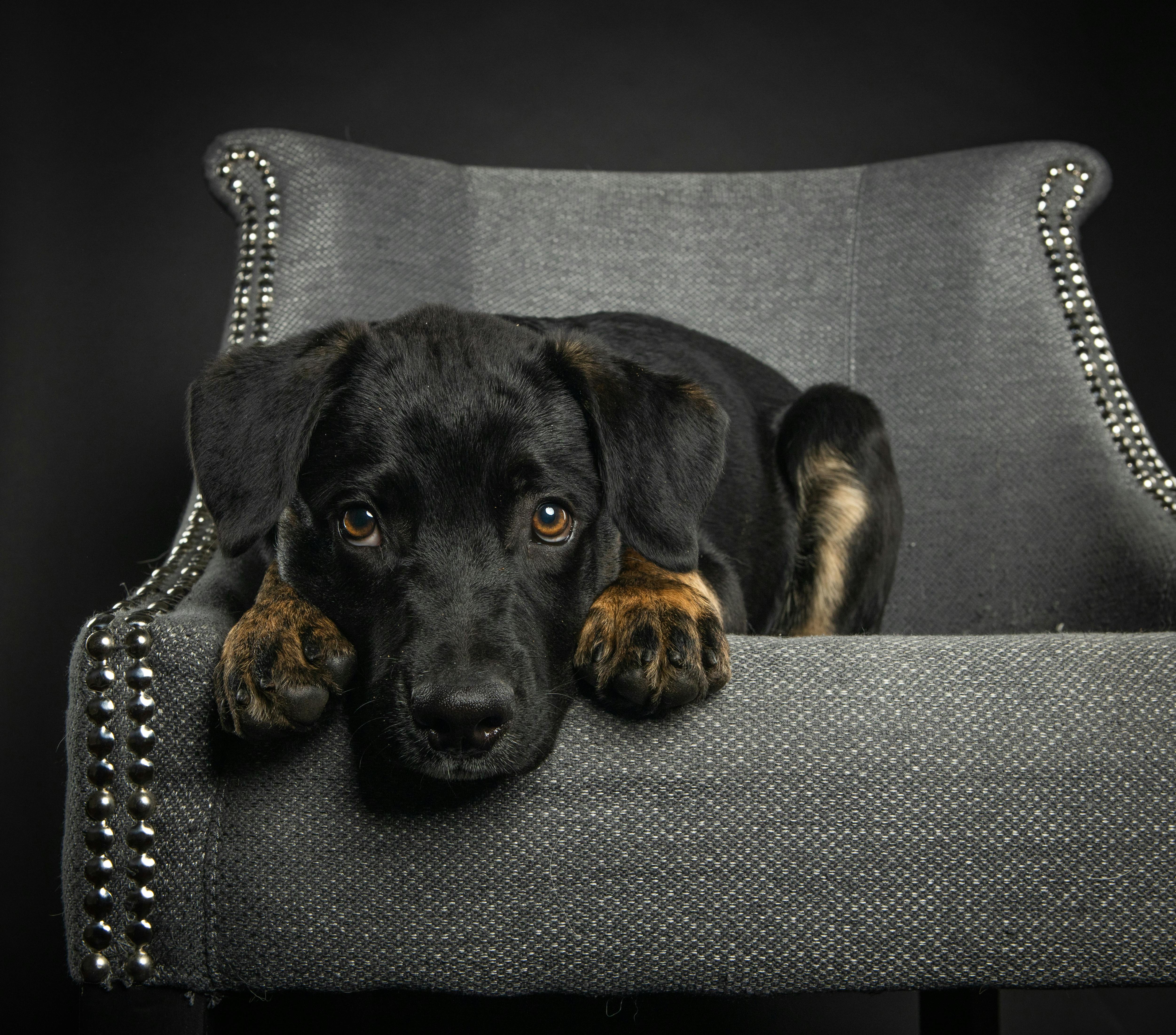 Almohada de perro discount triste