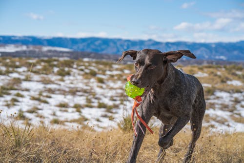 Free Dog Running with Ball Stock Photo