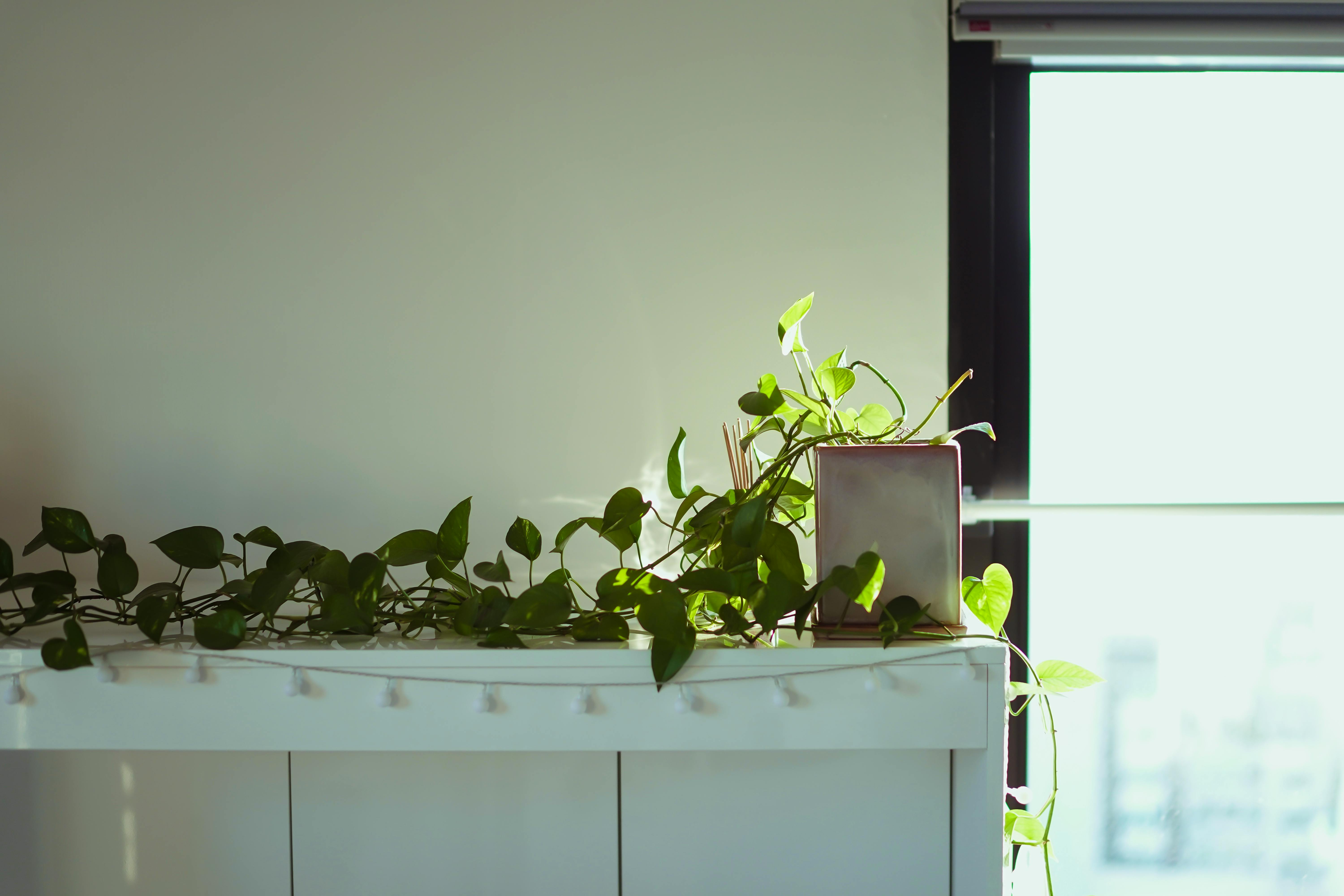 Phong Thủy Công Ty: 7 Bí Quyết Vàng Giúp Kinh Doanh Hưng Thịnh!