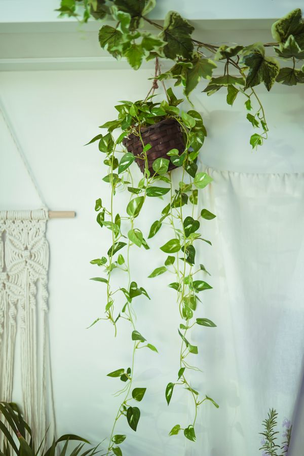 Golden pothos trailing from a woven hanging basket, photo by 604always withlove on Pexels