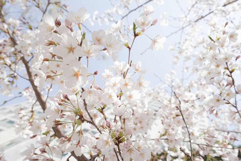 cherry blossoms korea spring