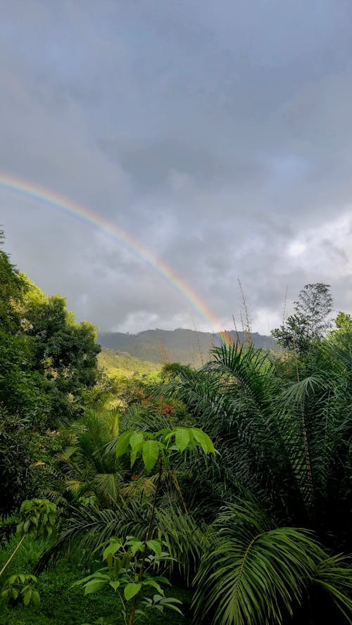Rainbow between Lush Tropical Jungle and Distant Mountain