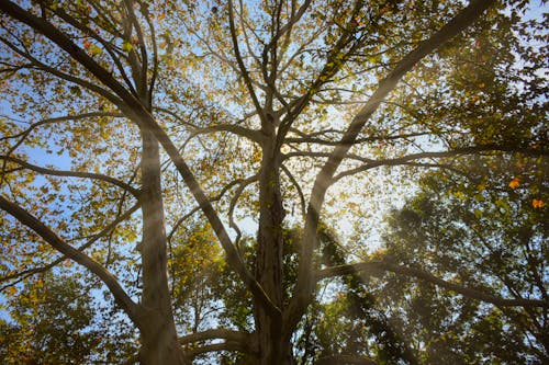 Sunlight behind Trees