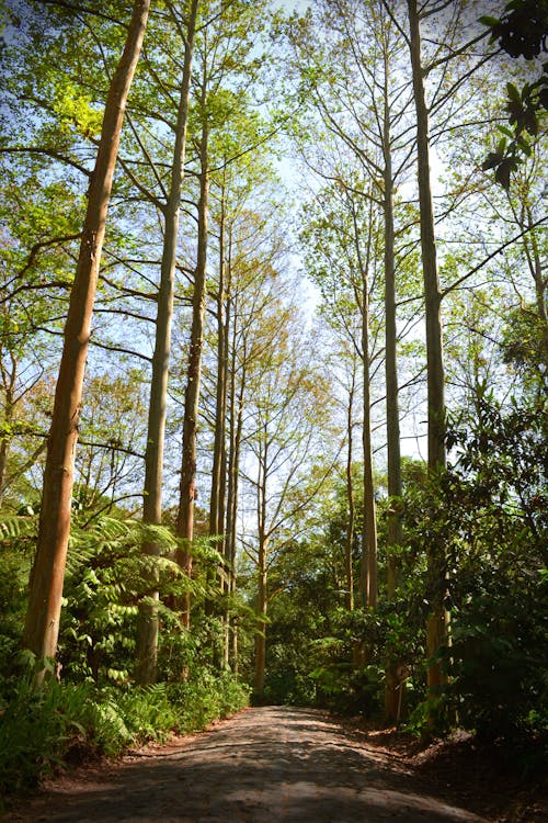 무료 나무, 녹색, 모바일 바탕화면의 무료 스톡 사진