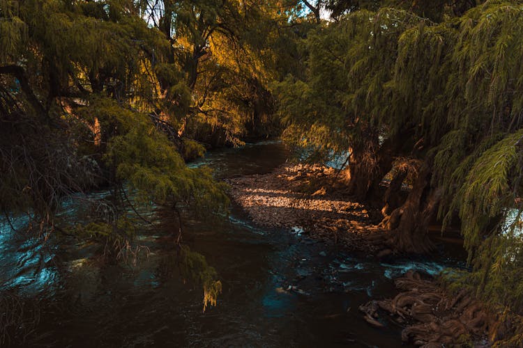 Stream Among Trees In Forest