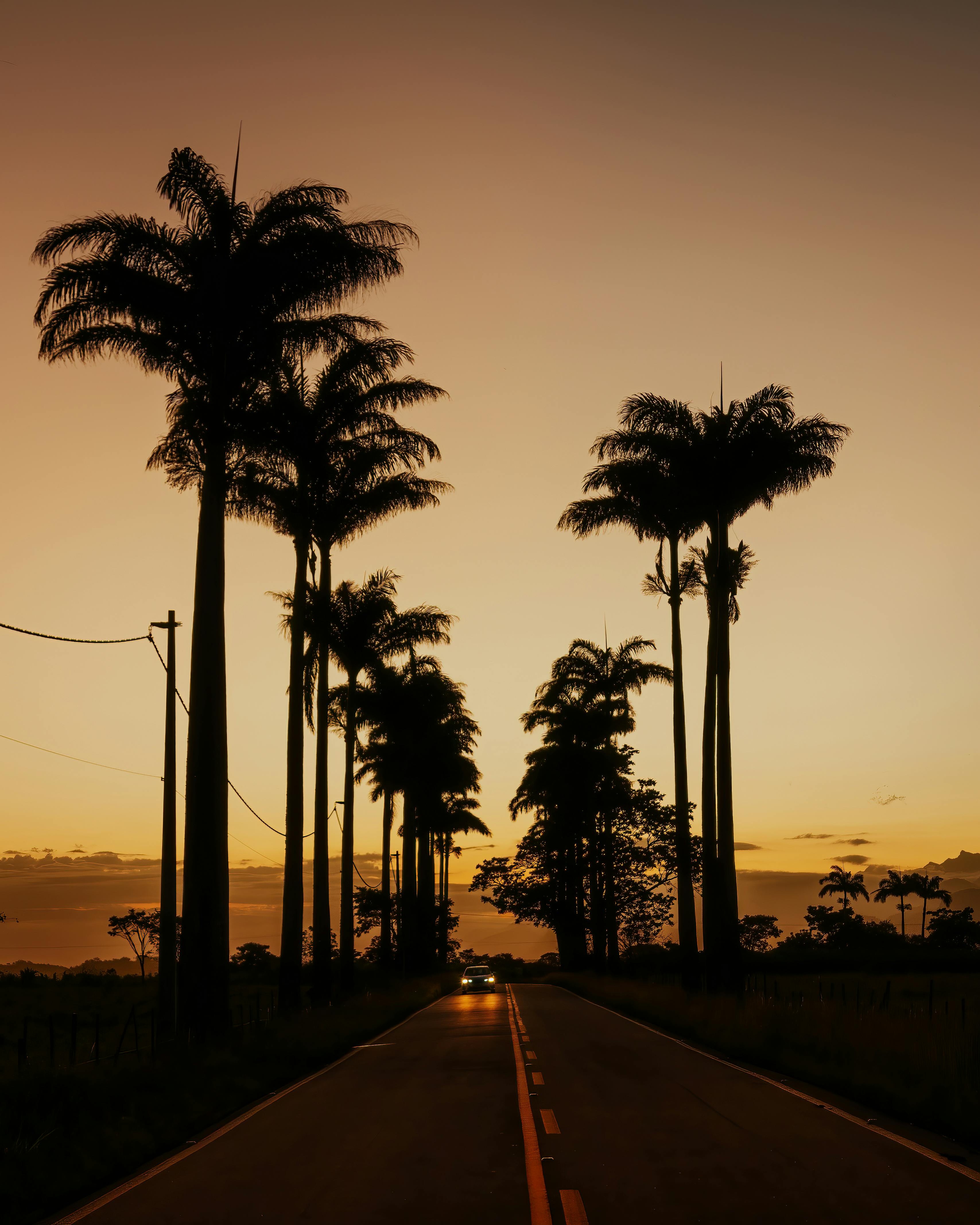 Scenic road lined with palm trees under a sunset sky in Campos dos Goytacazes, Brazil.