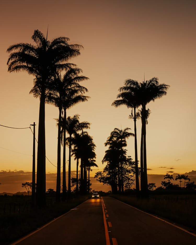 Car On Road Among Palm Trees At Sunset