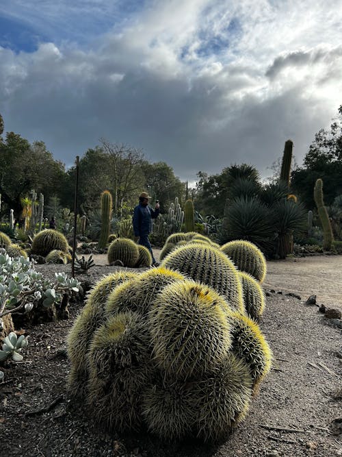 Foto profissional grátis de Arizona, cacto, cactos