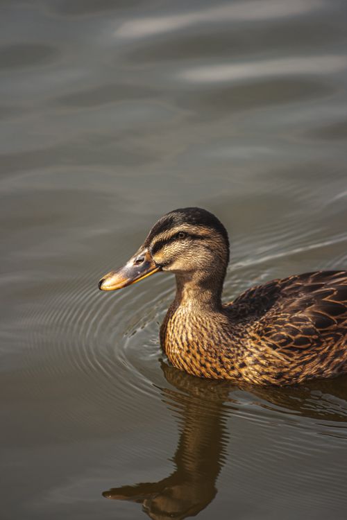 Free A detailed close-up of a female mallard swimming in tranquil waters, highlighting her vibrant plumage. Stock Photo