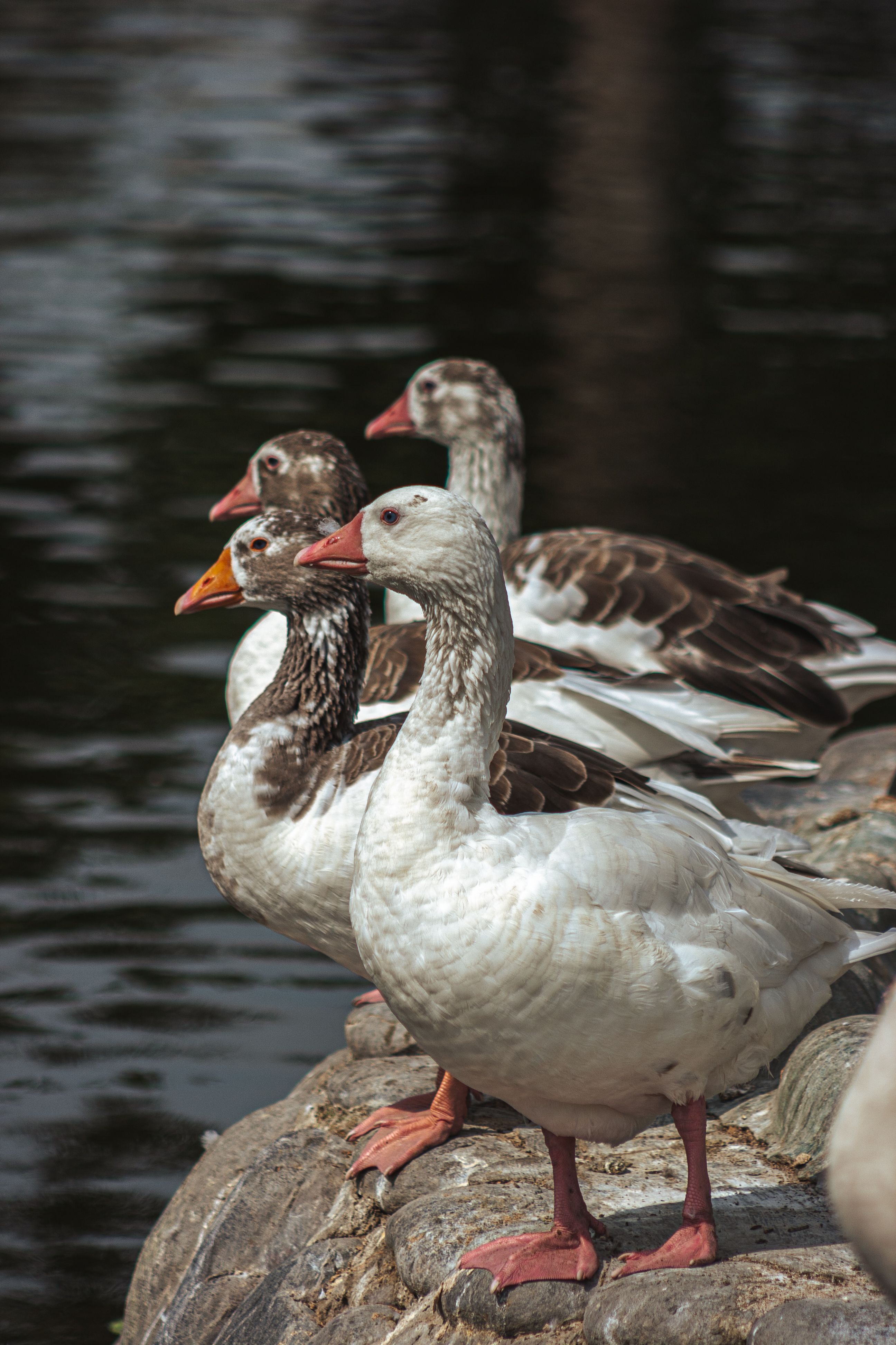 Best HD Pictures about  Real Pics Duck Php Amazing  - No AI Images