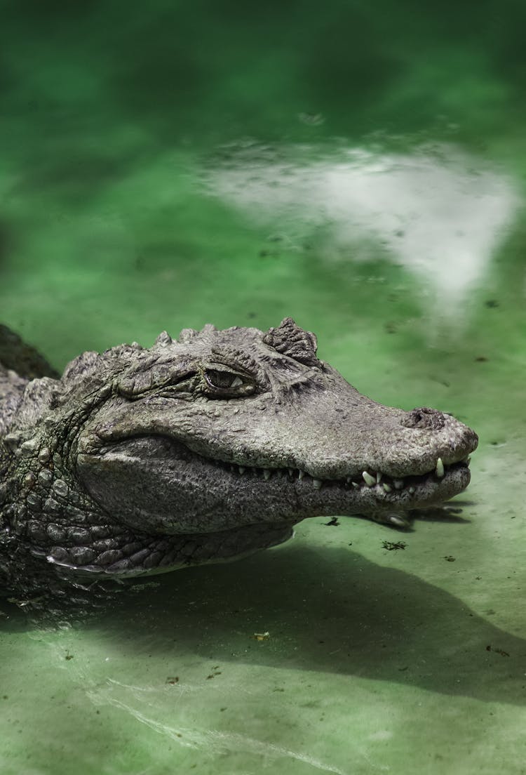 Alligator In River