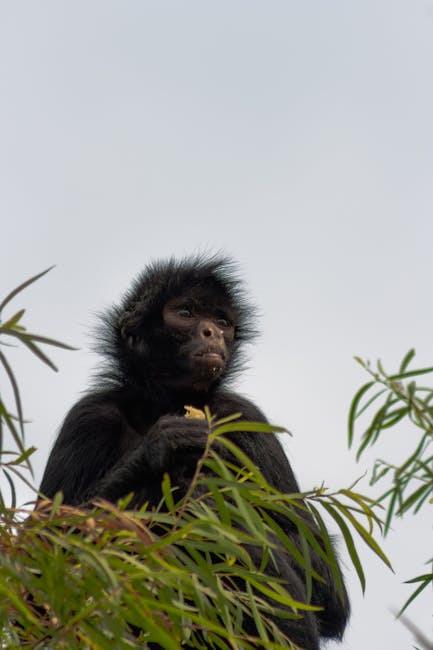 2025年新物種發現速度為何前所未有快?科技與全球合作如何重塑生物多樣性探索 2025年新物種發現速度為何前所未有快?科技與全球合作如何重塑生物多樣性探索