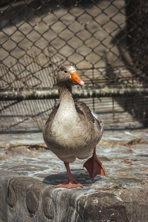 Close-up of a Goose Standing near a Fence 