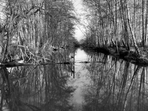 A Grayscale of a River in a Forest
