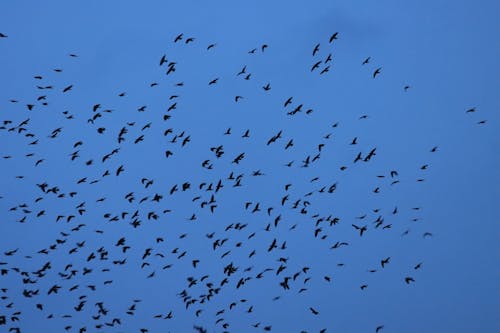 Flock of Birds under Clouds