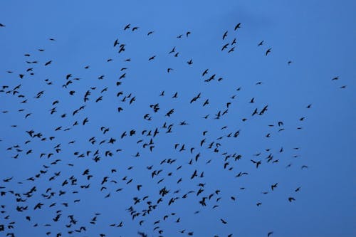 Foto profissional grátis de animais, bando, céu