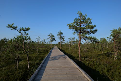 Wooden Boardwalk Between Trees Under Blue Sky