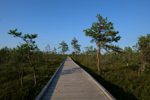 Wooden Boardwalk Between Trees Under Blue Sky