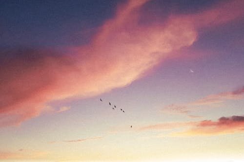 Birds Flying among Pink Clouds in the Evening