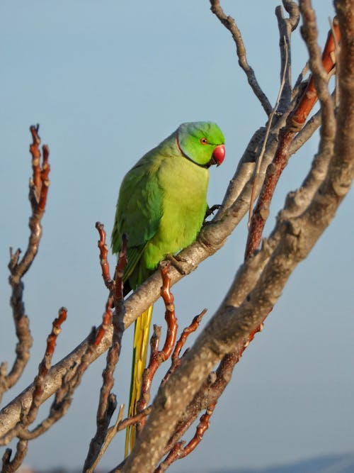 Free Exotic Parrot Perching on Branch Stock Photo