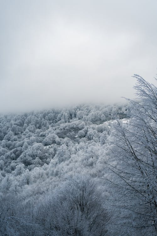Forest in Frost and Fog