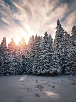 A breathtaking view of a snowy forest under a bright winter sky in Bolu, Türkiye.