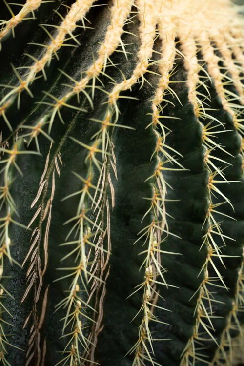 Free Cactus thorns Stock Photo