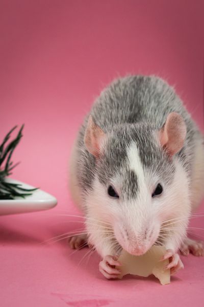 Cute Rat Photos, Download The BEST Free Cute Rat Stock Photos & HD Images