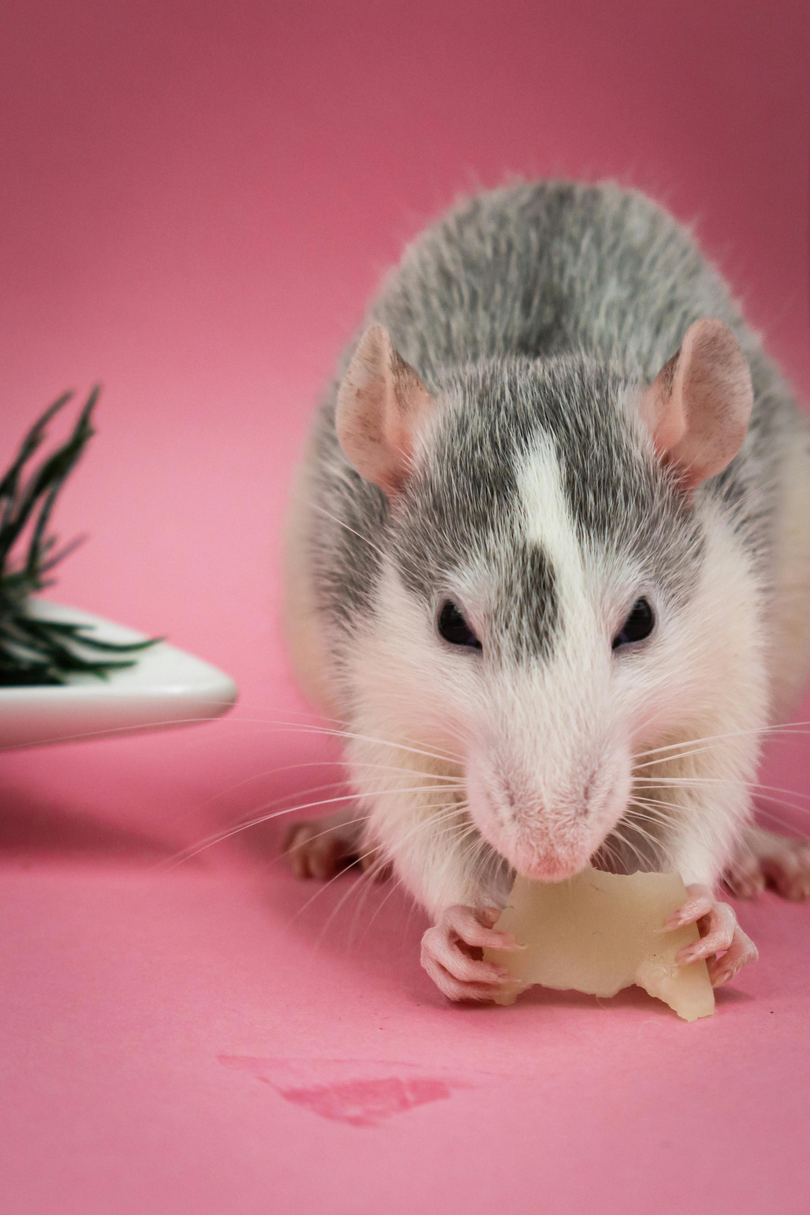 rat-body-language-pet-rats-pet-rodents-pet-mice