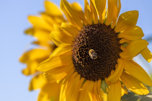 Photo of a Bumblebee on a Yellow Sunflower