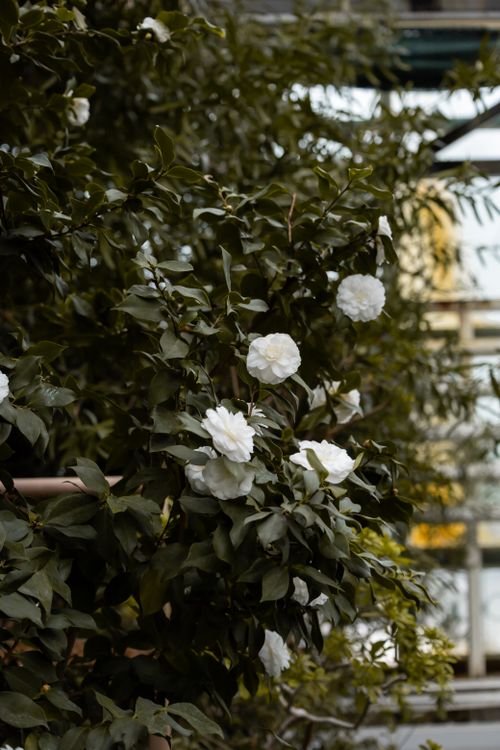 Free White azalea flowers  Stock Photo