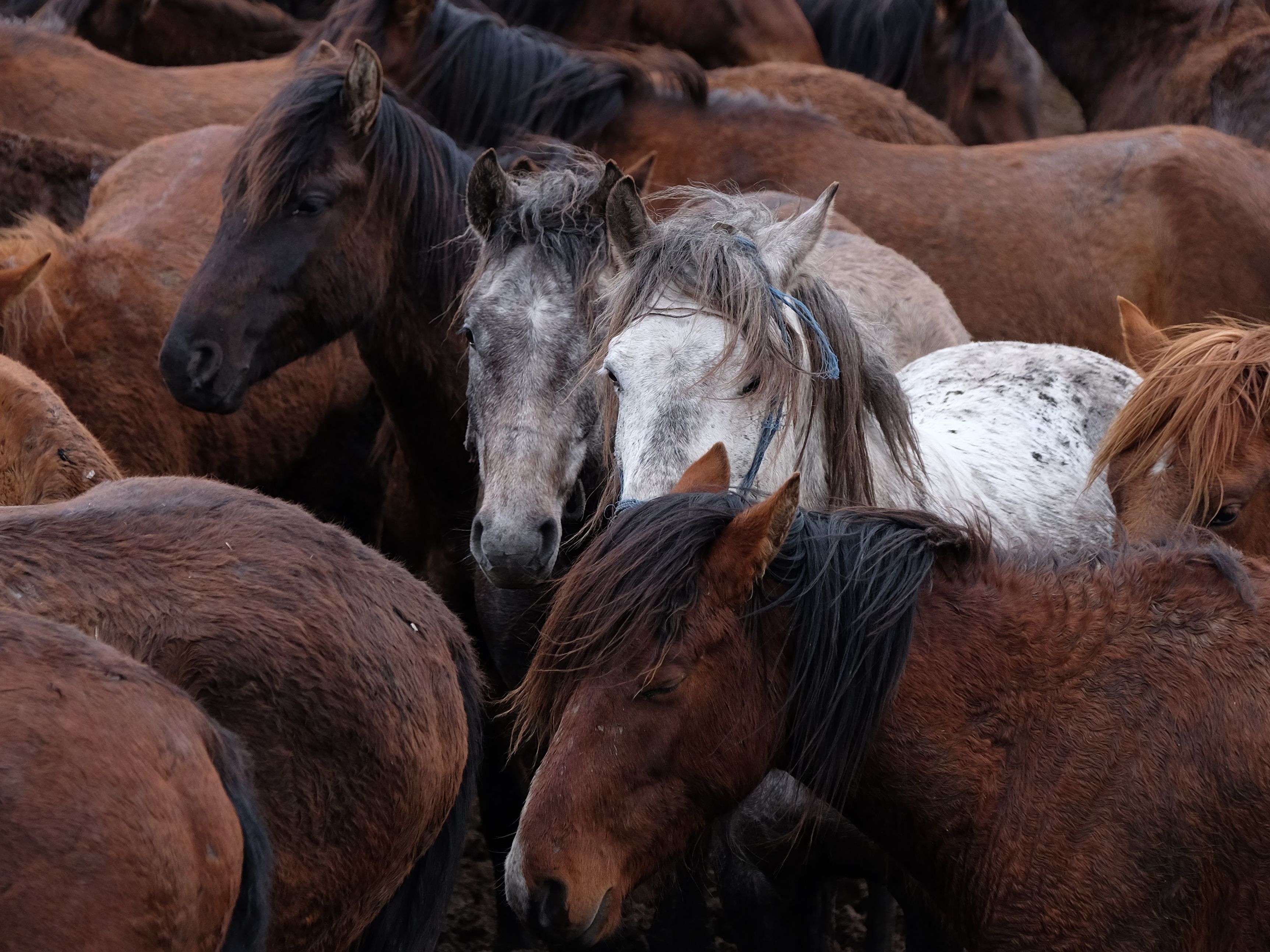 The $25 Loophole Sending Wild Mustangs to Slaughter