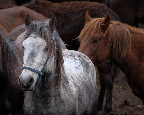 무료 길 들여진 동물, 동물 사진, 말의 무료 스톡 사진