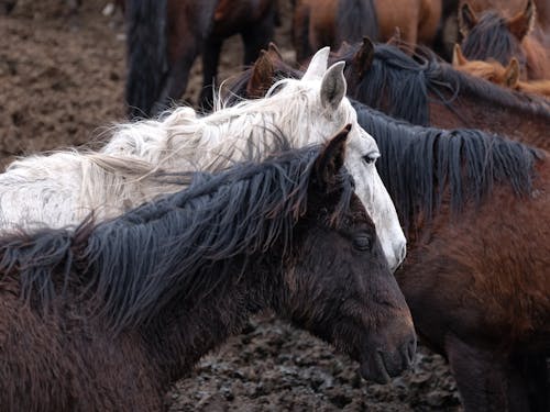 Close-Up of a Herd of Horses 