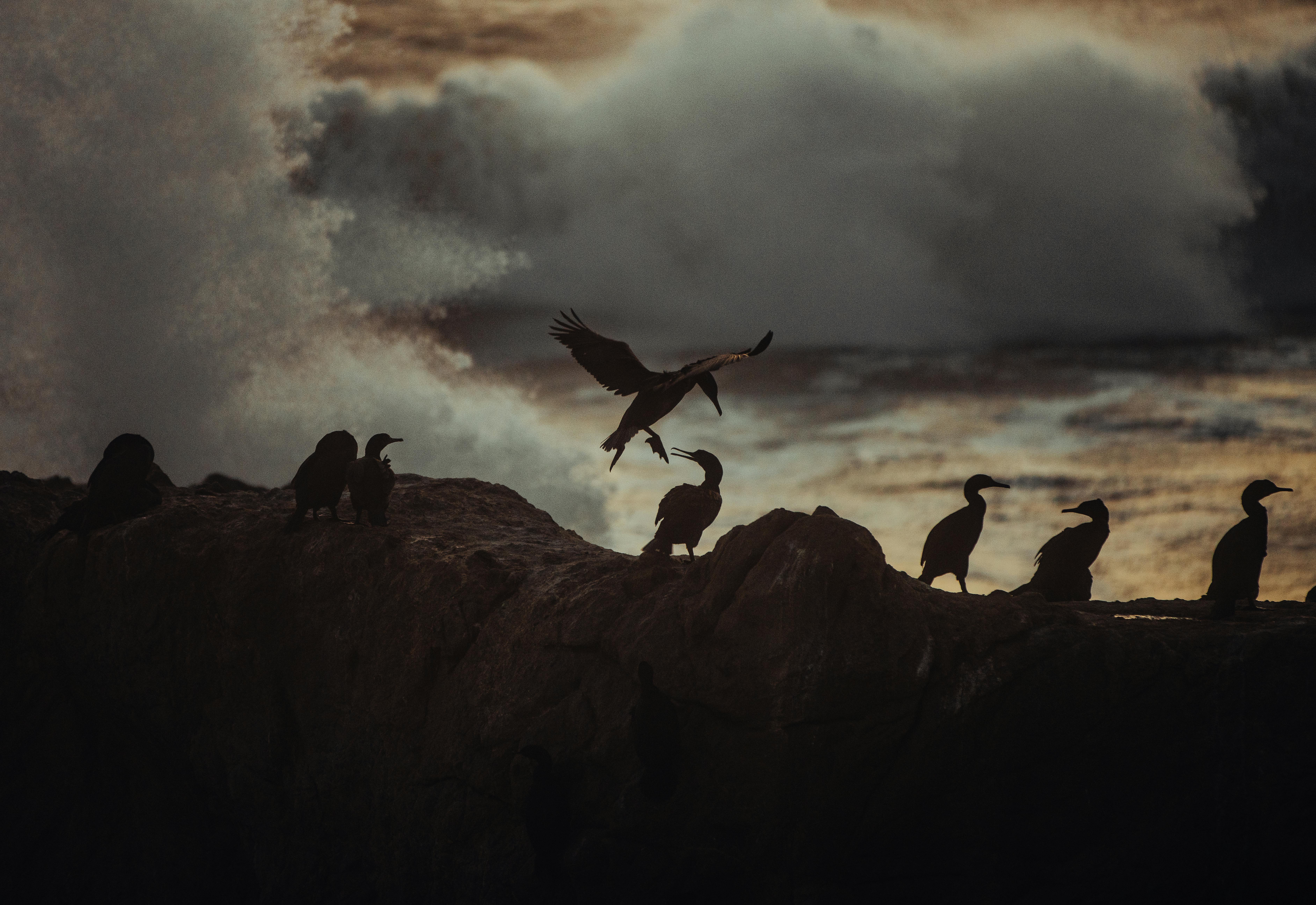 Bird on Rock near Wave Crushing on Shore · Free Stock Photo