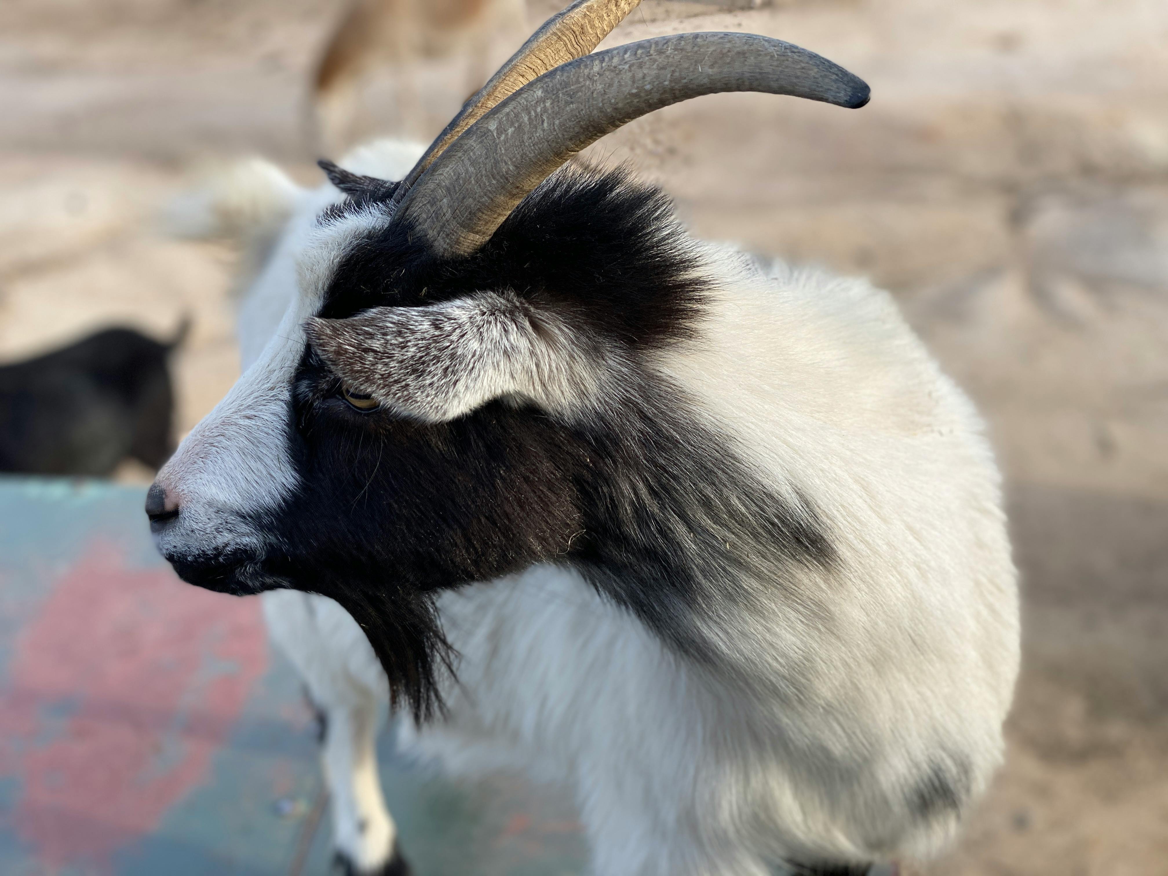 Gratuit Photos gratuites de agriculture, agrotourisme, animal Photos