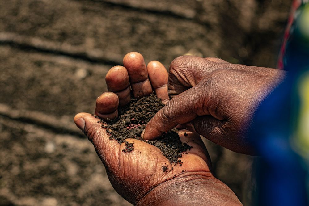 Hands holding indigenous seeds and soil