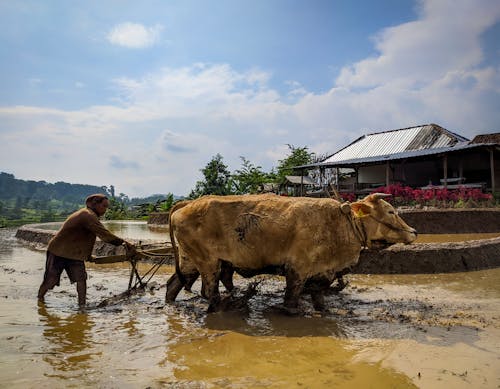 Foto stok gratis agrikultura, bekerja, binatang