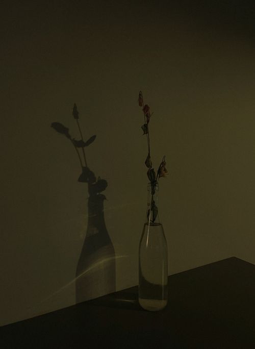 Free A minimalist composition of a bottle with a plant casting a shadow on a wall, creating a serene ambiance. Stock Photo