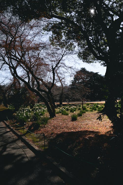 Gratis stockfoto met aesthetisch, Azië, bomen