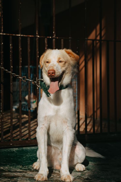 Free A white and brown dog sits near a cage under sunlight, wearing a leash. Stock Photo