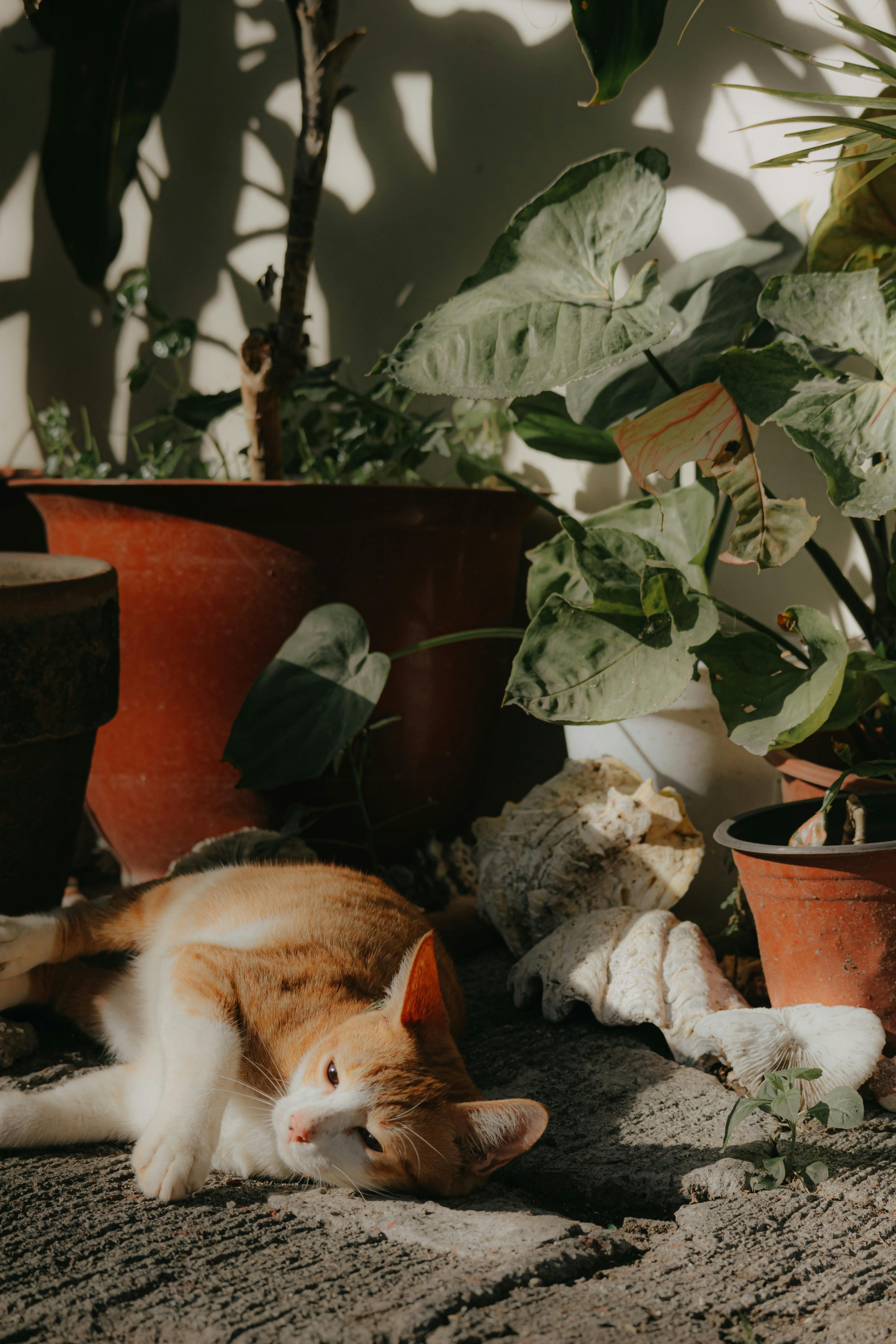 Cat Laying between Flower Pots · Free Stock Photo