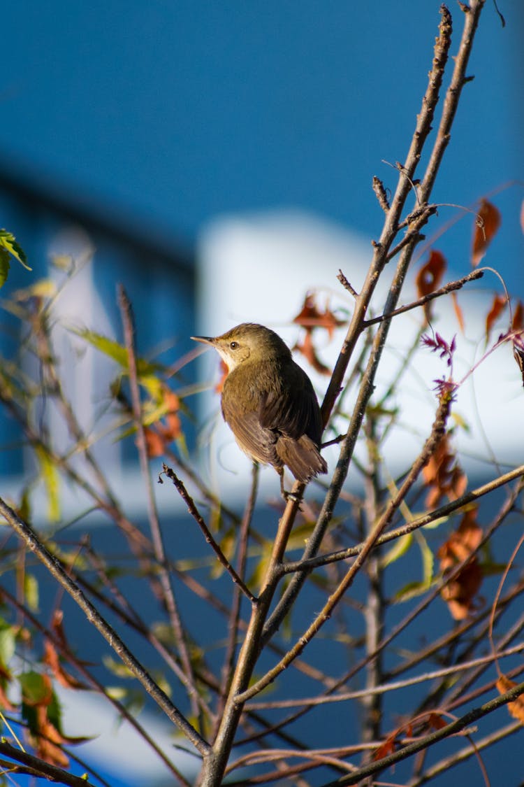 Bird Sitting On The Tree