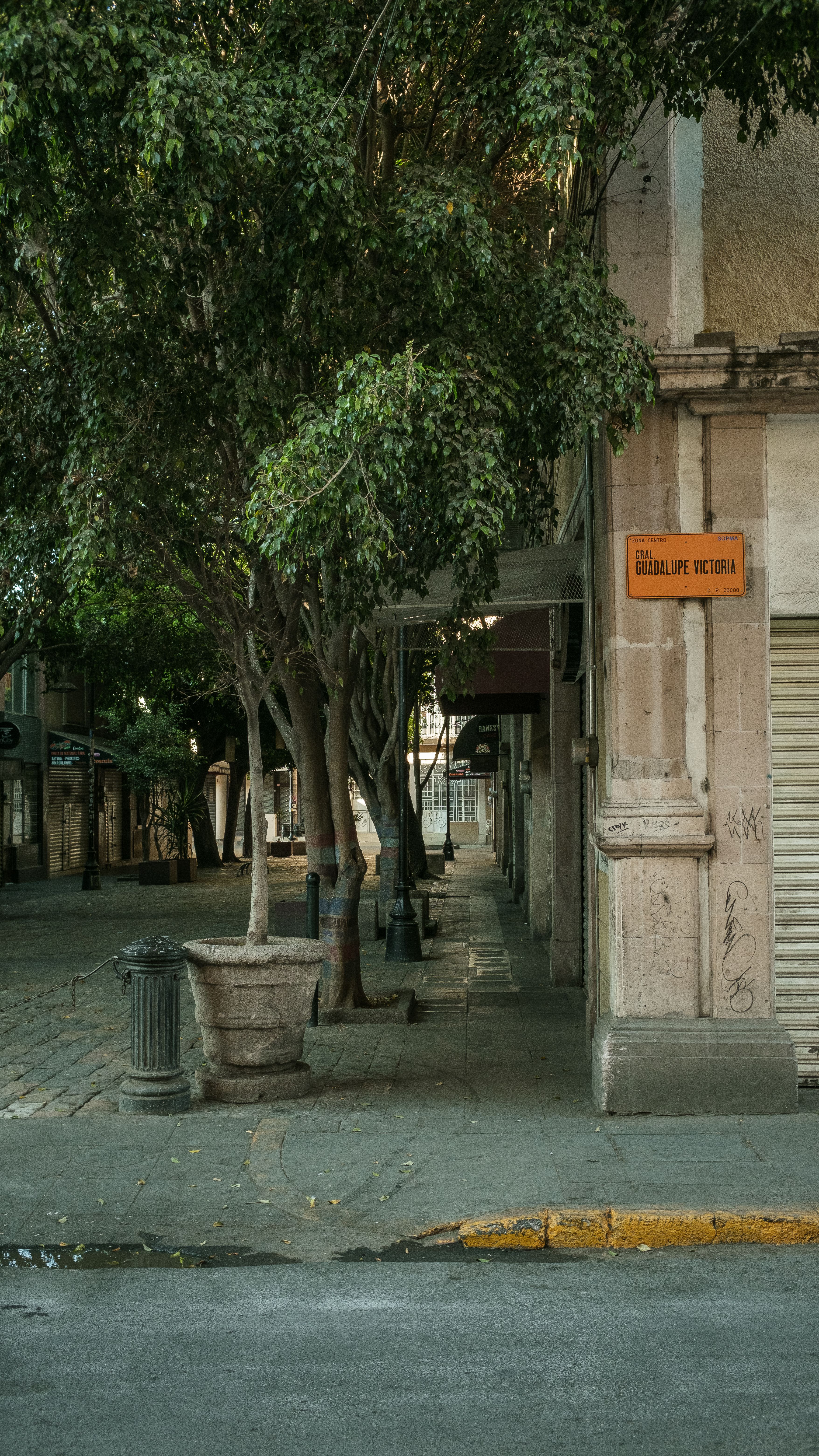 Serene street scene with trees and traditional architecture in Aguascalientes, Mexico.