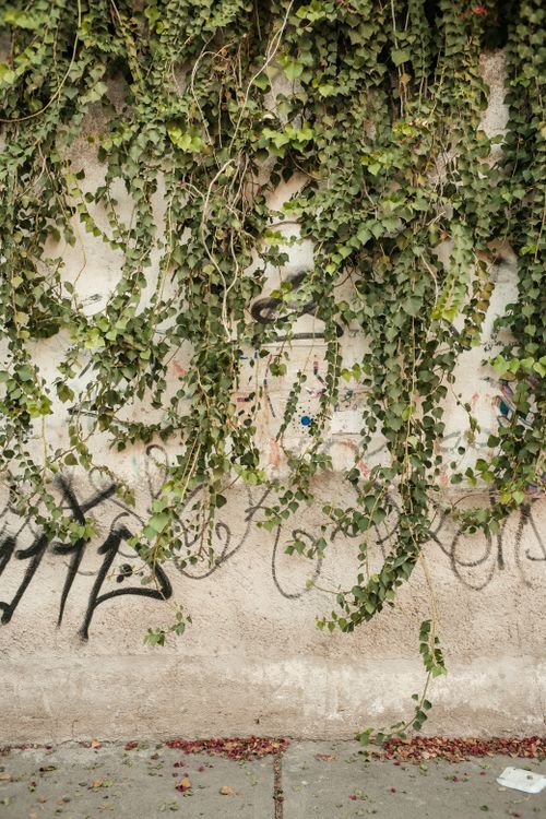 Free A textured wall adorned with cascading ivy and street art, perfect for urban themes. Stock Photo